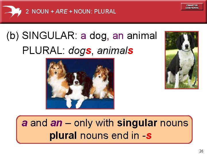 2 NOUN + ARE + NOUN: PLURAL (b) SINGULAR: a dog, an animal PLURAL:
