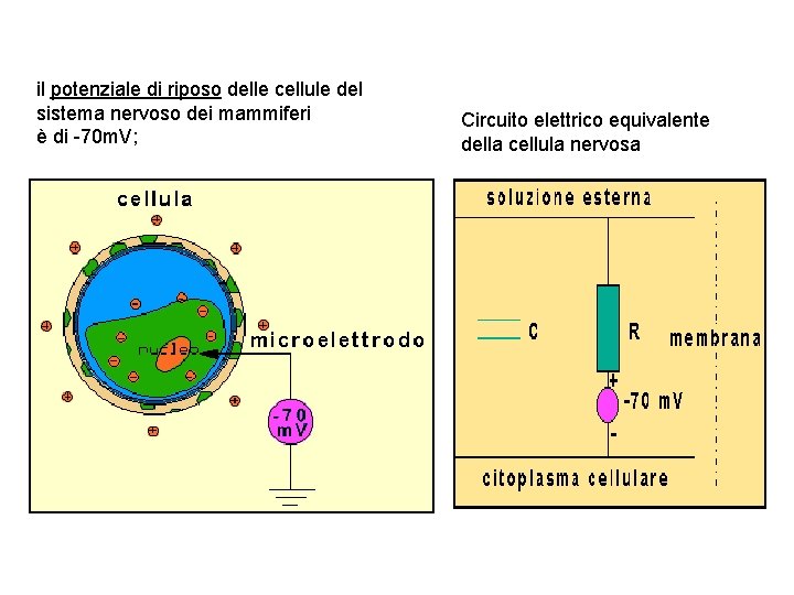 il potenziale di riposo delle cellule del sistema nervoso dei mammiferi è di -70 il potenziale di riposo delle cellule del sistema nervoso dei mammiferi è di -70