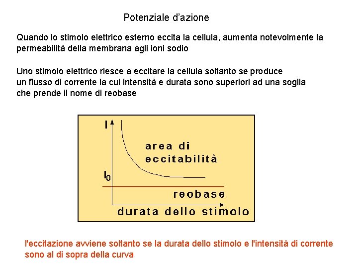 Potenziale d’azione Quando lo stimolo elettrico esterno eccita la cellula, aumenta notevolmente la permeabilità Potenziale d’azione Quando lo stimolo elettrico esterno eccita la cellula, aumenta notevolmente la permeabilità