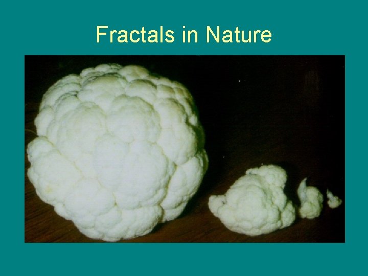Fractals in Nature 