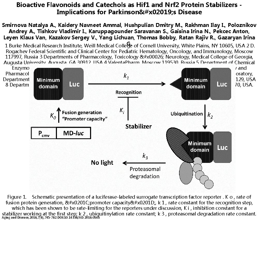 Bioactive Flavonoids and Catechols as Hif 1 and Nrf 2 Protein Stabilizers Implications for