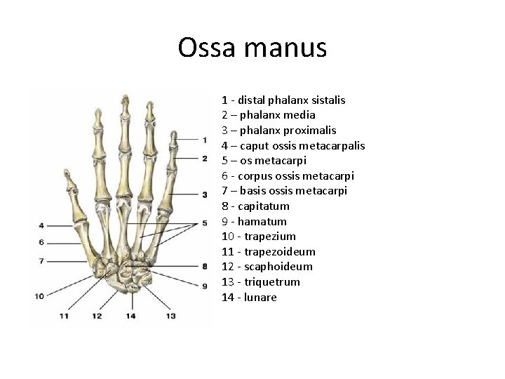 Ossa manus 1 - distal phalanx sistalis 2 – phalanx media 3 – phalanx