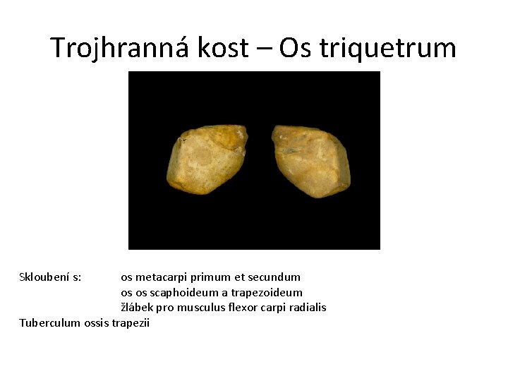 Trojhranná kost – Os triquetrum Skloubení s: os metacarpi primum et secundum os os