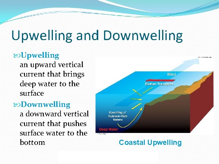 Upwelling and Downwelling Upwelling an upward vertical current that brings deep water to the