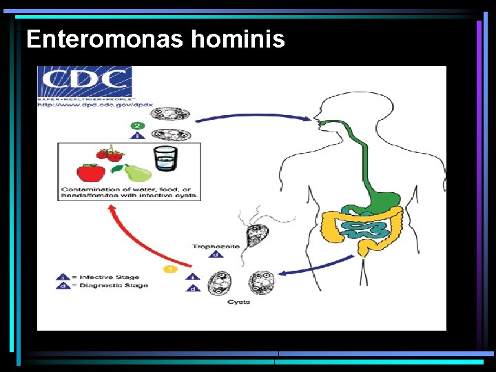 Enteromonas hominis 