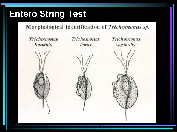 Entero String Test 