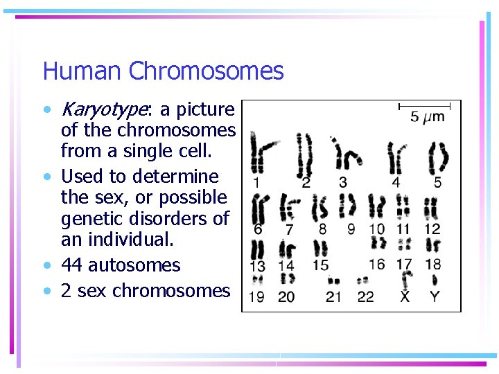 Human Chromosomes • Karyotype: a picture of the chromosomes from a single cell. •