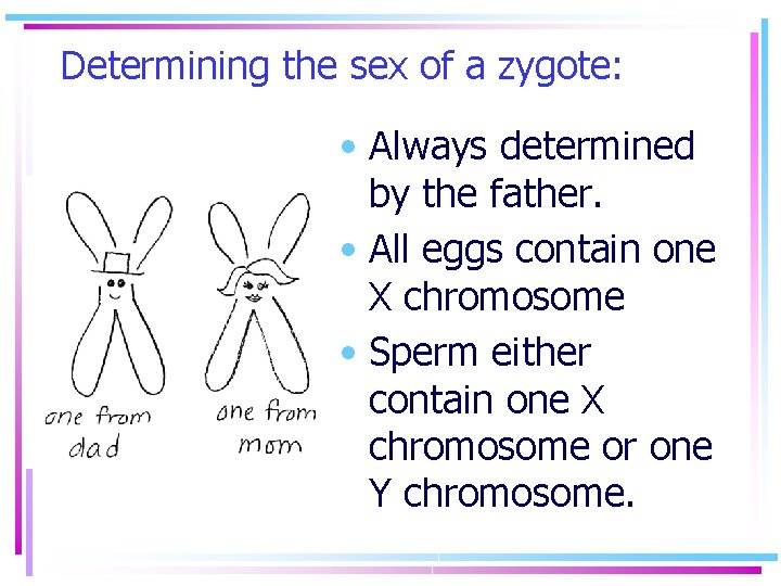 Determining the sex of a zygote: • Always determined by the father. • All