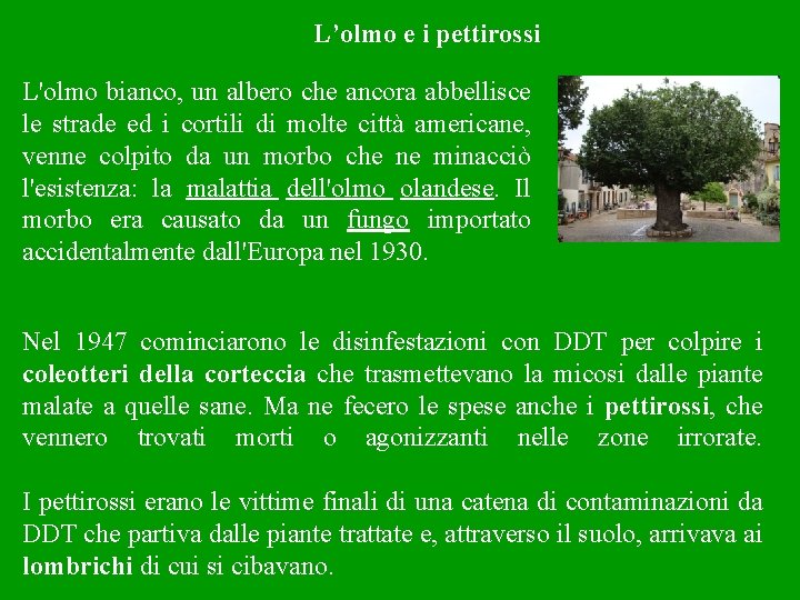 L’olmo e i pettirossi L'olmo bianco, un albero che ancora abbellisce le strade ed