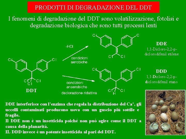 PRODOTTI DI DEGRADAZIONE DEL DDT I fenomeni di degradazione del DDT sono volatilizzazione, fotolisi
