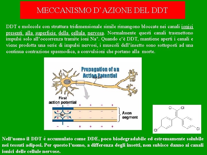 MECCANISMO D’AZIONE DEL DDT e molecole con struttura tridimensionale simile rimangono bloccate nei canali