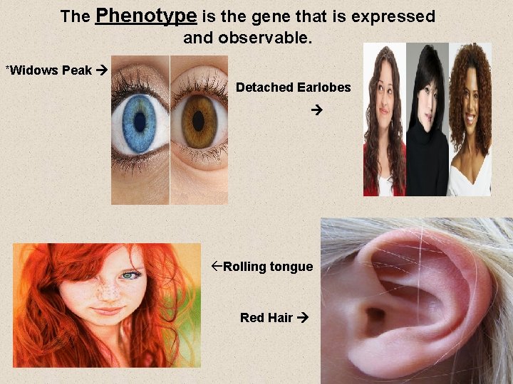 The Phenotype is the gene that is expressed and observable. *Widows Peak Detached Earlobes