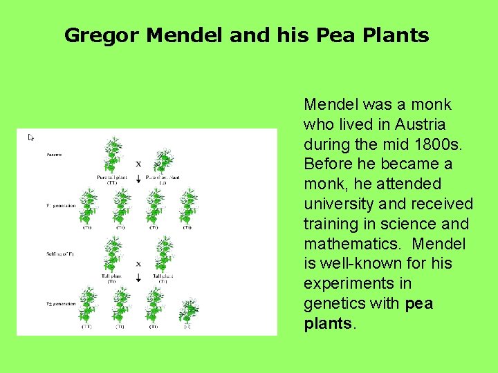 Gregor Mendel and his Pea Plants Mendel was a monk who lived in Austria