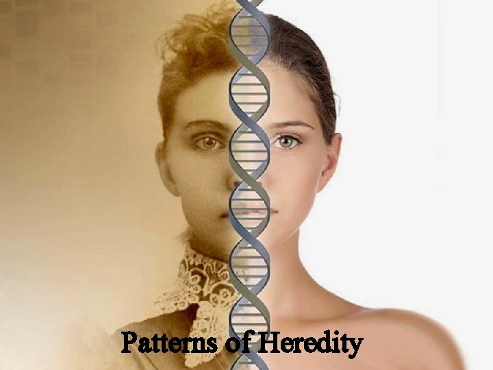 Patterns of Heredity 