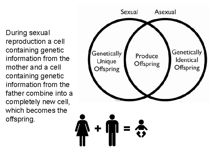 During sexual reproduction a cell containing genetic information from the mother and a cell