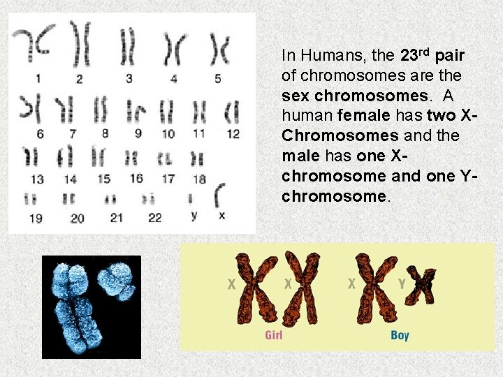In Humans, the 23 rd pair of chromosomes are the sex chromosomes. A human