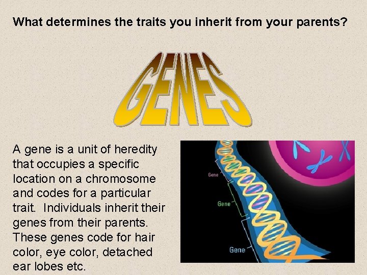 What determines the traits you inherit from your parents? A gene is a unit