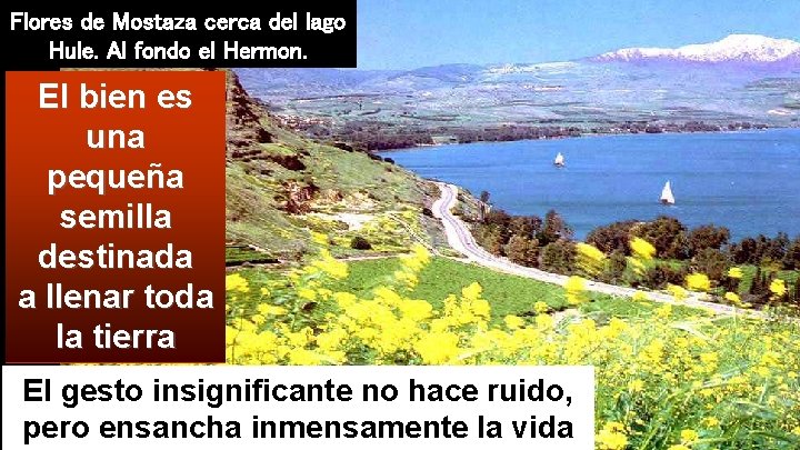 Flores de Mostaza cerca del lago Hule. Al fondo el Hermon. El bien es