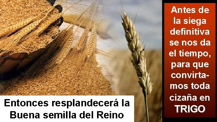 Entonces resplandecerá la Buena semilla del Reino Antes de la siega definitiva se nos