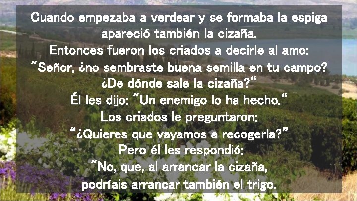 Cuando empezaba a verdear y se formaba la espiga apareció también la cizaña. Entonces