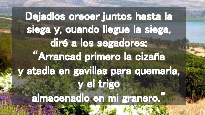 Dejadlos crecer juntos hasta la siega y, cuando llegue la siega, diré a los