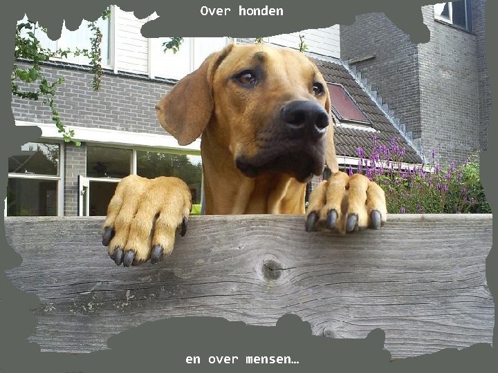 Over honden en over mensen… 