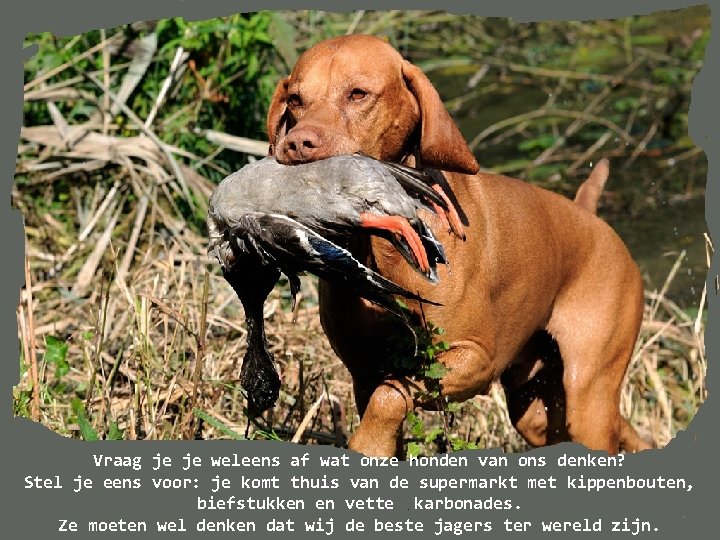 Vraag je je weleens af wat onze honden van ons denken? Stel je eens