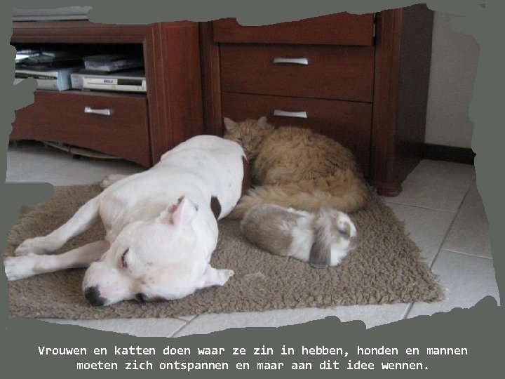 Vrouwen en katten doen waar ze zin in hebben, honden en mannen moeten zich