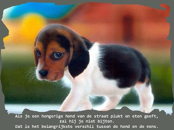 Als je een hongerige hond van de straat plukt en eten geeft, zal hij