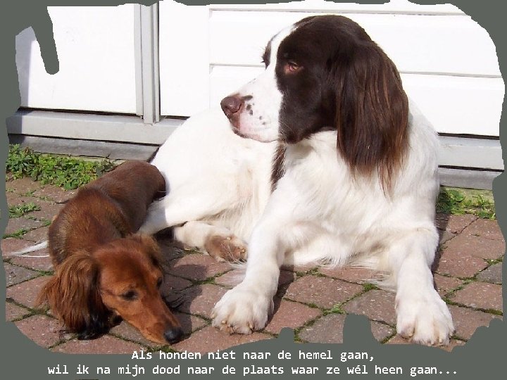 Als honden niet naar de hemel gaan, wil ik na mijn dood naar de