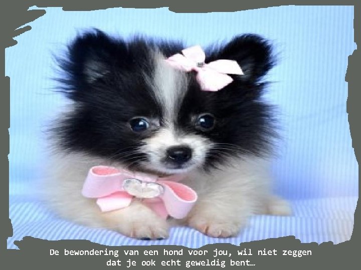 De bewondering van een hond voor jou, wil niet zeggen dat je ook echt