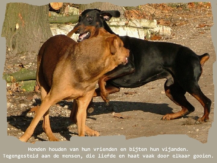 Honden houden van hun vrienden en bijten hun vijanden. Tegengesteld aan de mensen, die