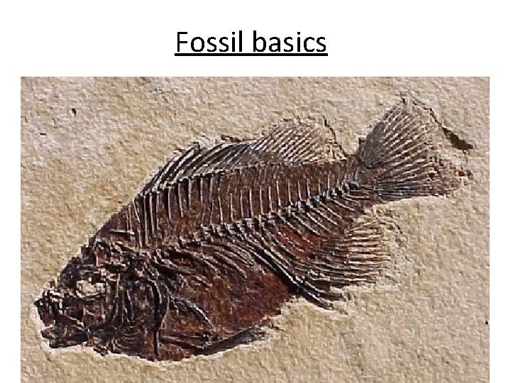 Fossil basics Fossil basics