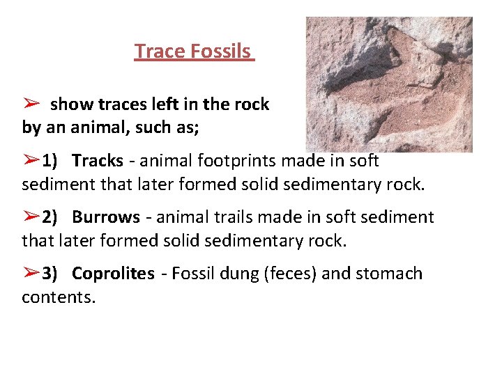 Trace Fossils ➢ show traces left in the rock by an animal, such as; Trace Fossils ➢ show traces left in the rock by an animal, such as;