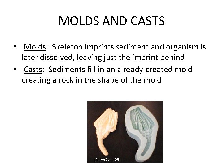 MOLDS AND CASTS • Molds: Skeleton imprints sediment and organism is later dissolved, leaving MOLDS AND CASTS • Molds: Skeleton imprints sediment and organism is later dissolved, leaving