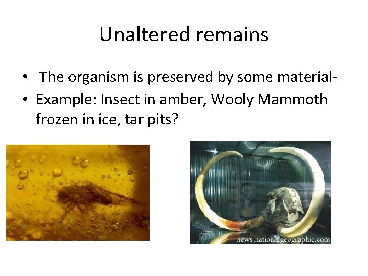 Unaltered remains • The organism is preserved by some material • Example: Insect in Unaltered remains • The organism is preserved by some material • Example: Insect in