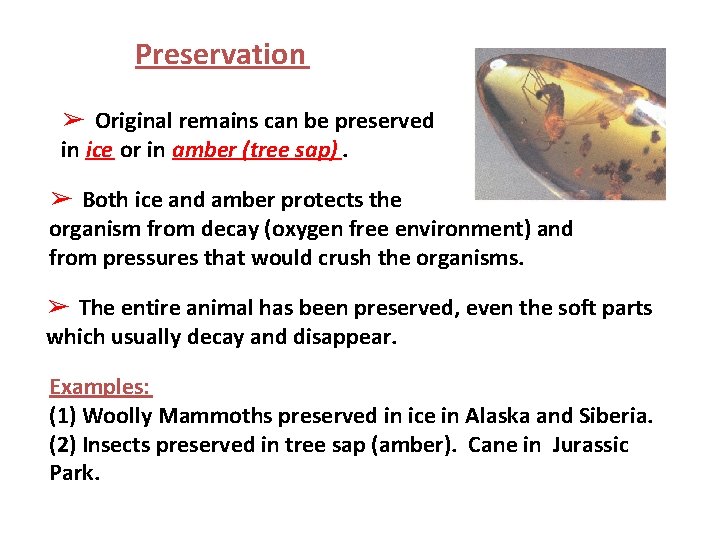 Preservation ➢ Original remains can be preserved in ice or in amber (tree sap). Preservation ➢ Original remains can be preserved in ice or in amber (tree sap).