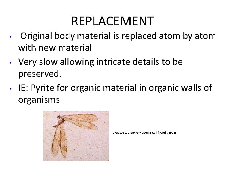 REPLACEMENT ◆ ◆ ◆ Original body material is replaced atom by atom with new REPLACEMENT ◆ ◆ ◆ Original body material is replaced atom by atom with new