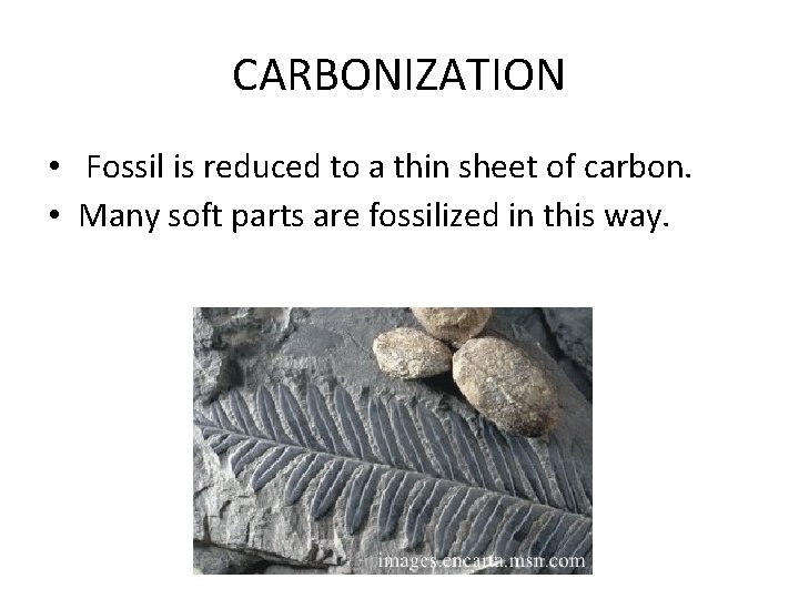 CARBONIZATION • Fossil is reduced to a thin sheet of carbon. • Many soft CARBONIZATION • Fossil is reduced to a thin sheet of carbon. • Many soft