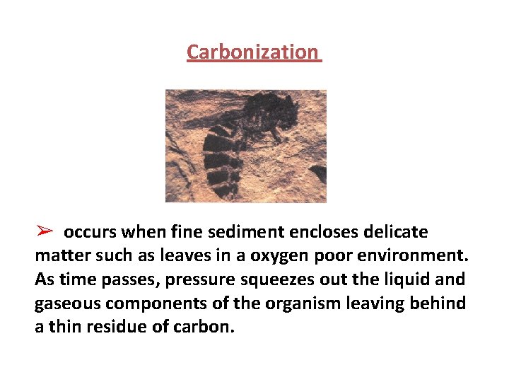 Carbonization ➢ occurs when fine sediment encloses delicate matter such as leaves in a Carbonization ➢ occurs when fine sediment encloses delicate matter such as leaves in a