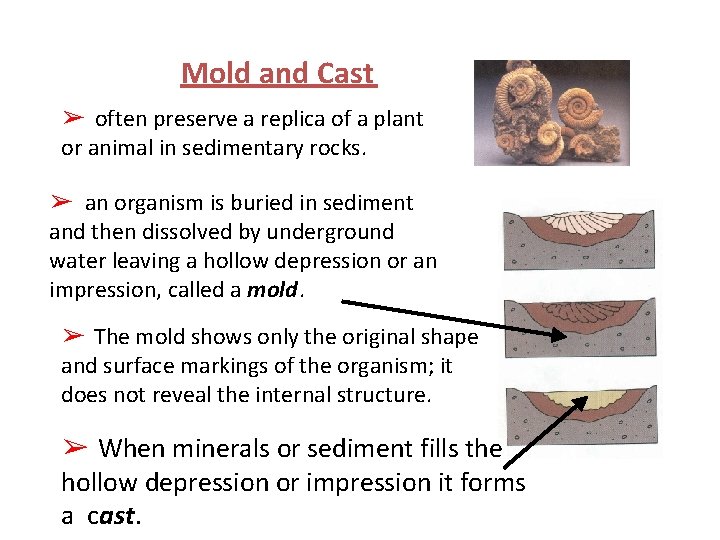 Mold and Cast ➢ often preserve a replica of a plant or animal in Mold and Cast ➢ often preserve a replica of a plant or animal in