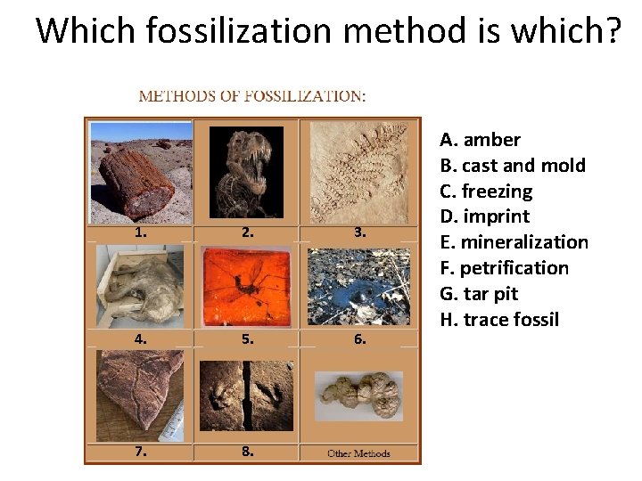 Which fossilization method is which? 1. 2. 3. 4. 5. 6. 7. 8. A. Which fossilization method is which? 1. 2. 3. 4. 5. 6. 7. 8. A.