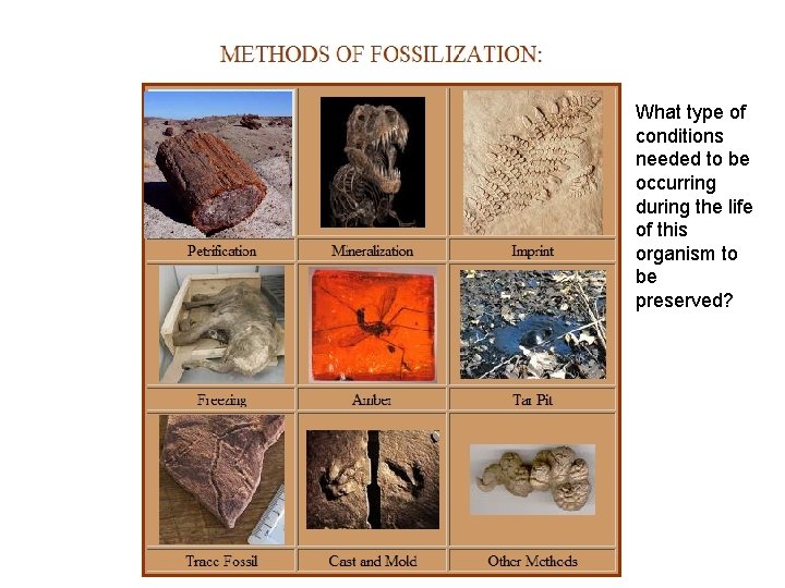 What type of conditions needed to be occurring during the life of this organism What type of conditions needed to be occurring during the life of this organism