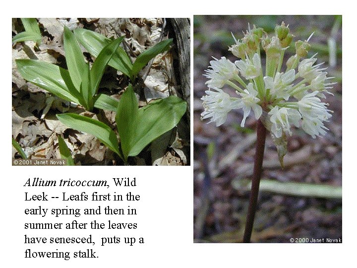 Allium tricoccum, Wild Leek -- Leafs first in the early spring and then in