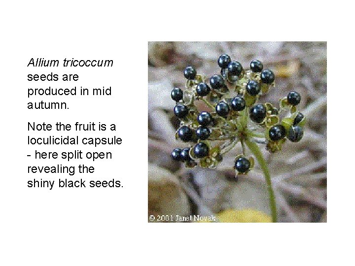 Allium tricoccum seeds are produced in mid autumn. Note the fruit is a loculicidal Allium tricoccum seeds are produced in mid autumn. Note the fruit is a loculicidal