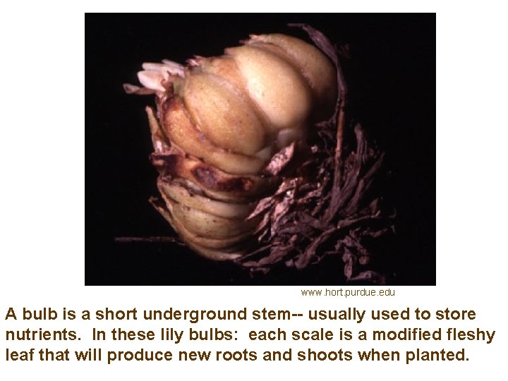 www. hort. purdue. edu A bulb is a short underground stem-- usually used to www. hort. purdue. edu A bulb is a short underground stem-- usually used to