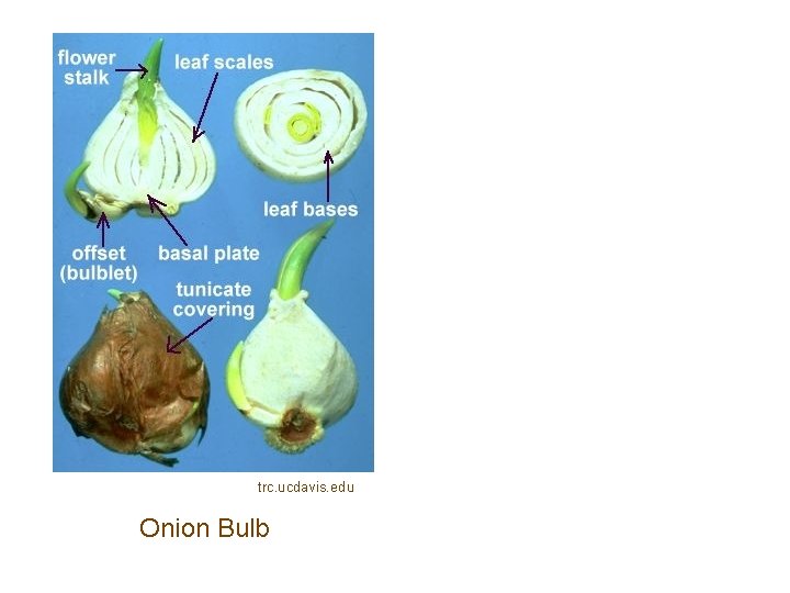 trc. ucdavis. edu Onion Bulb 
