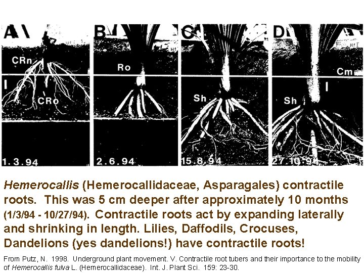 Hemerocallis (Hemerocallidaceae, Asparagales) contractile roots. This was 5 cm deeper after approximately 10 months Hemerocallis (Hemerocallidaceae, Asparagales) contractile roots. This was 5 cm deeper after approximately 10 months