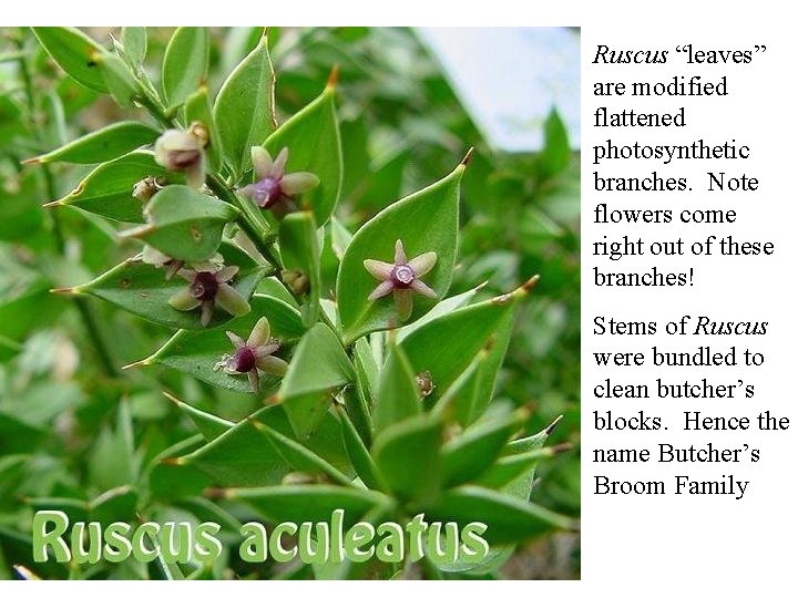 Ruscus “leaves” are modified flattened photosynthetic branches. Note flowers come right out of these