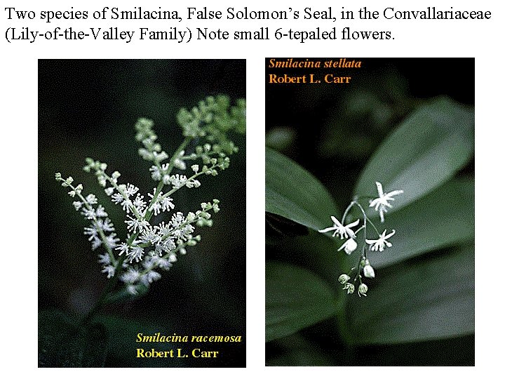 Two species of Smilacina, False Solomon’s Seal, in the Convallariaceae (Lily-of-the-Valley Family) Note small